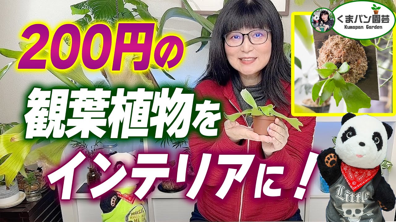 200円の観葉植物をステキなインテリアにする！ビカクシダの板付け
