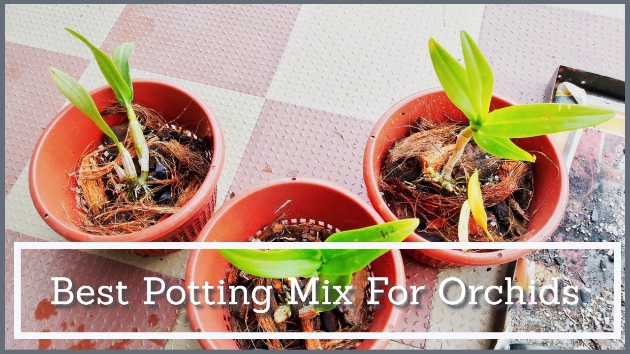 How To Repot Orchids | Orchid Potting Mix And Care (Hindi/Urdu)