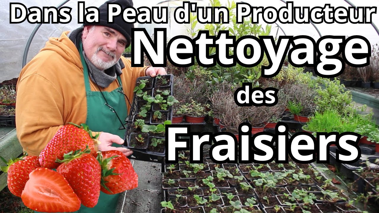 En Direct de la Pépinière : Mon Tutoriel Complet sur le nettoyage des Fraisiers !