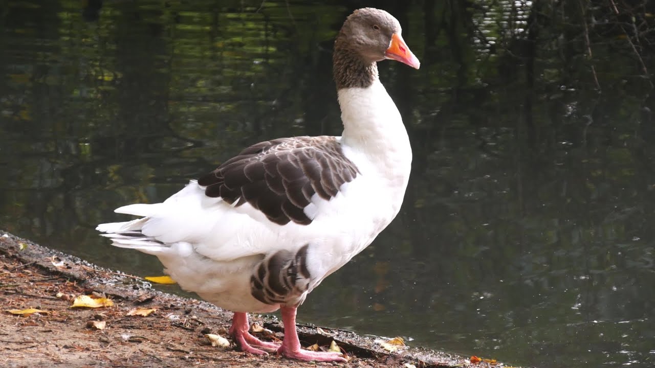 Pomeranian Geese | European All-rounder