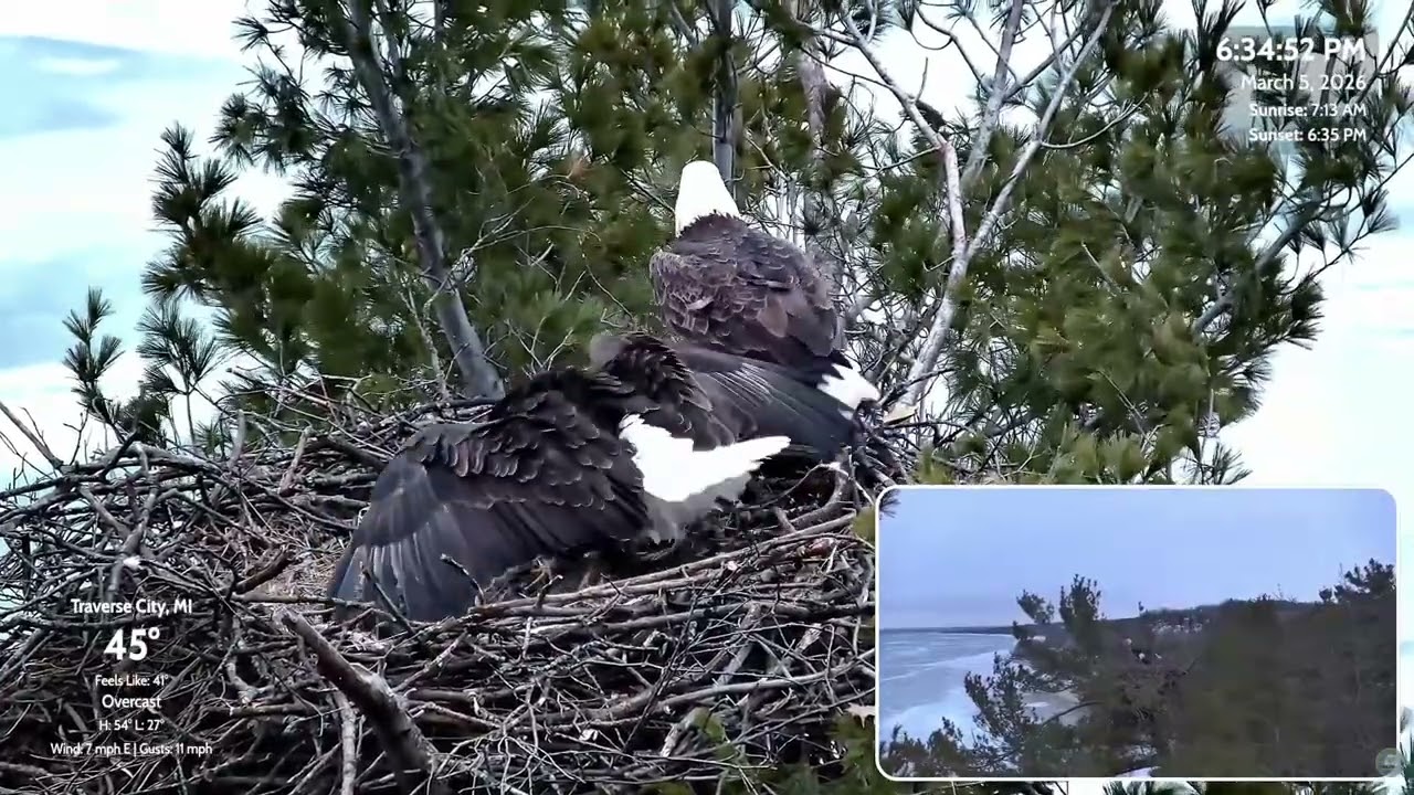 🦅Intruder Lands in Nest 2x - 4 hours after Harriet lays Egg #2 😟 Harry Defends 💪 GLBEC 3-5-2026