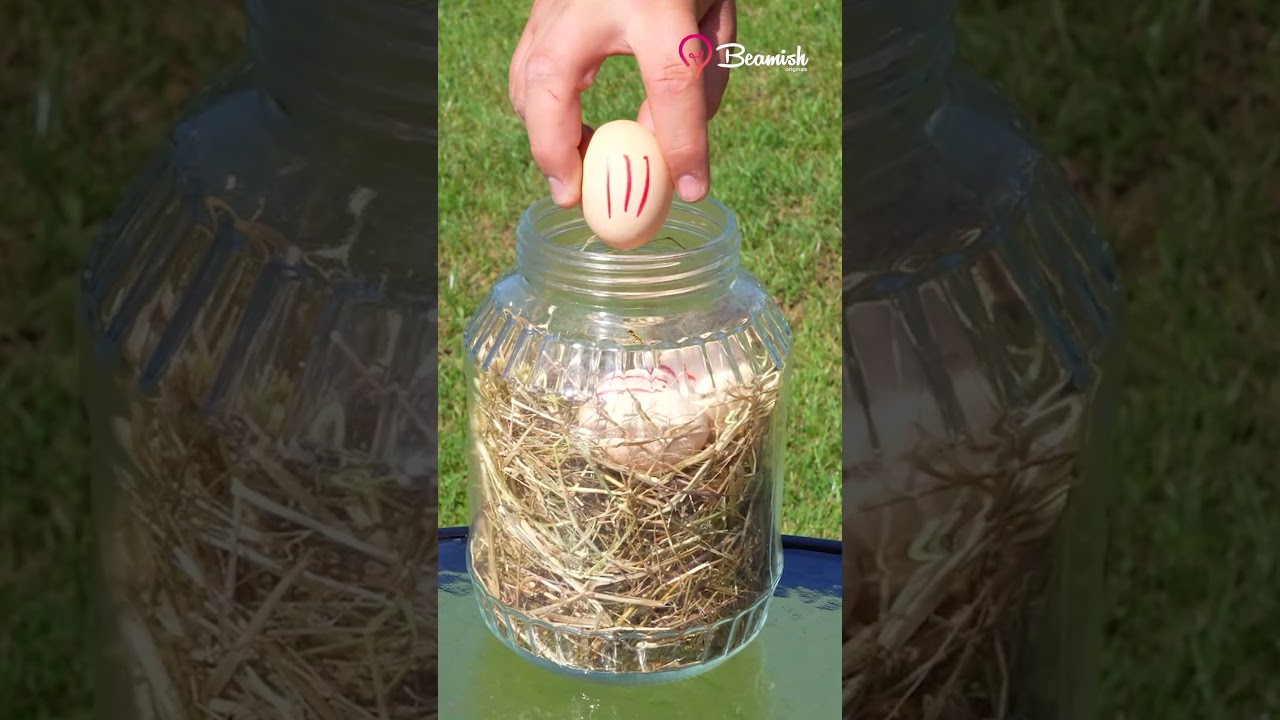 Hatching Eggs Without an Incubator #eggs #incubator #hack #tricks