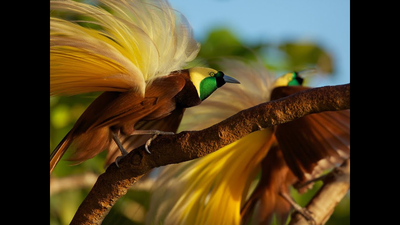 Majestic Birds-BIRDS OF PARADISE new Top Documentary 2016