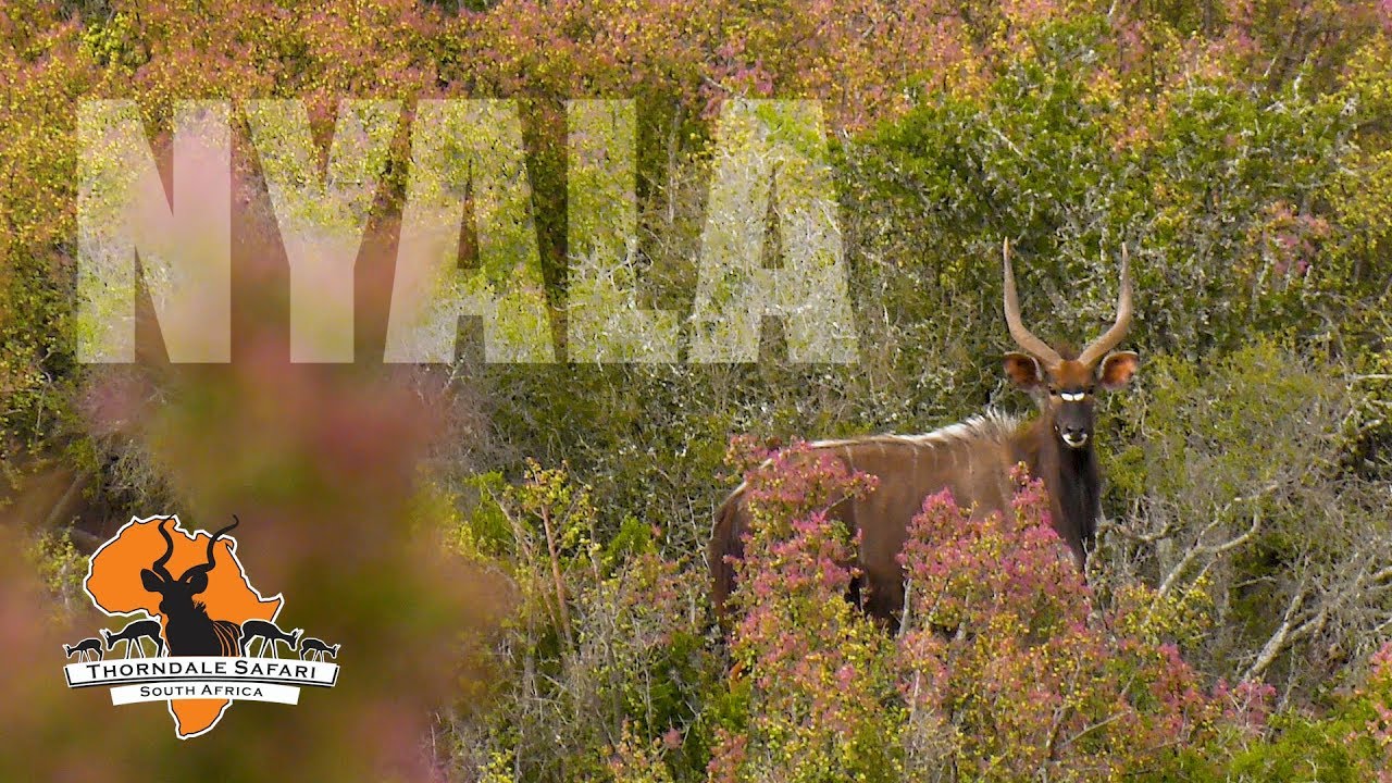 Nyala Hunt at Thorndale Safari: Spot & Stalk in the Eastern Cape