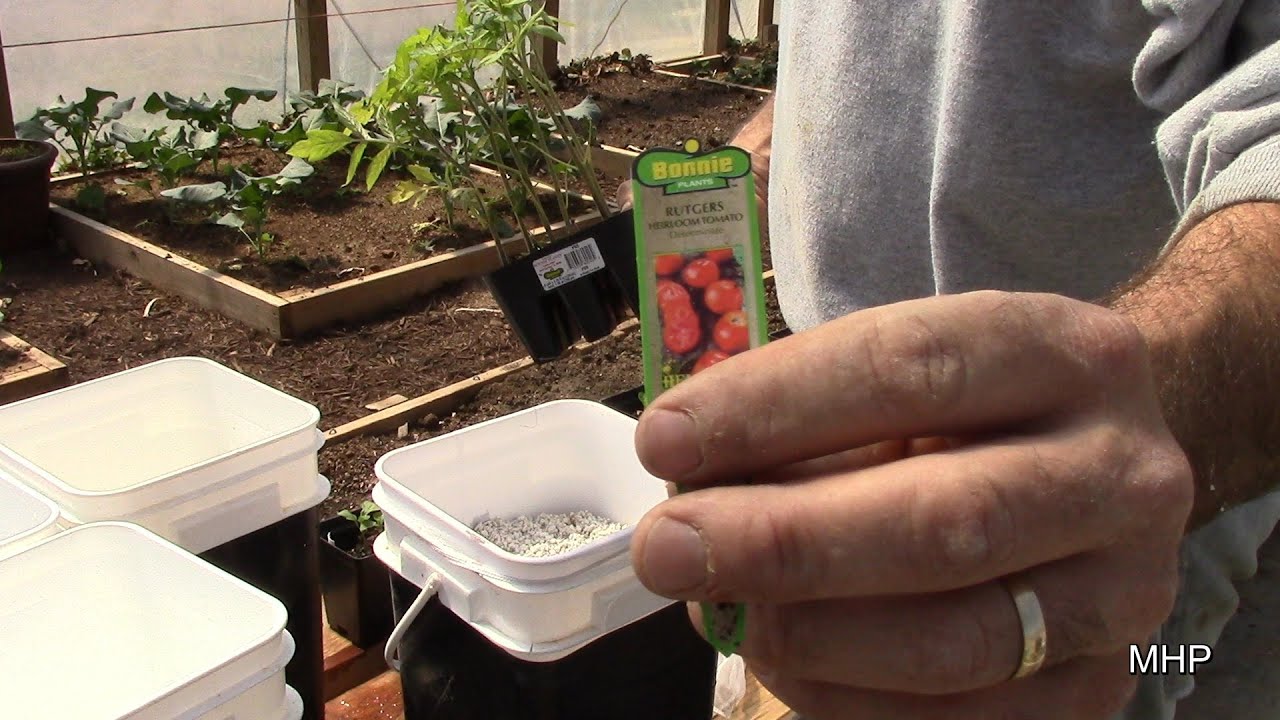 Dutch Buckets with Store Bought Tomato Plants