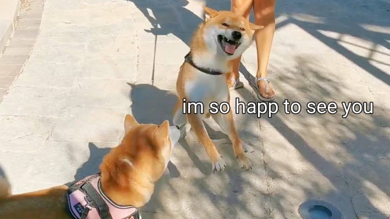 Suki & Shiro Reunites with Kai