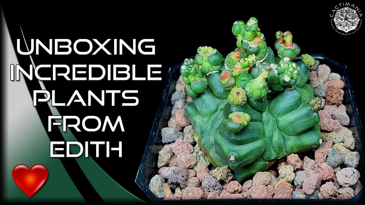 Unboxing Incredible #Cactus & #Succulents from Edith ❤️ | Gymnocalycium & Haworthia
