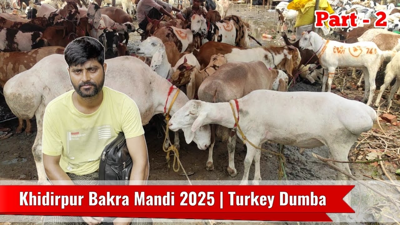 Khidirpur Bakra Mandi 2025 | Part - 2 | Iss saal Dumba Sasta | #bakridspecial #goatmarket #dumba