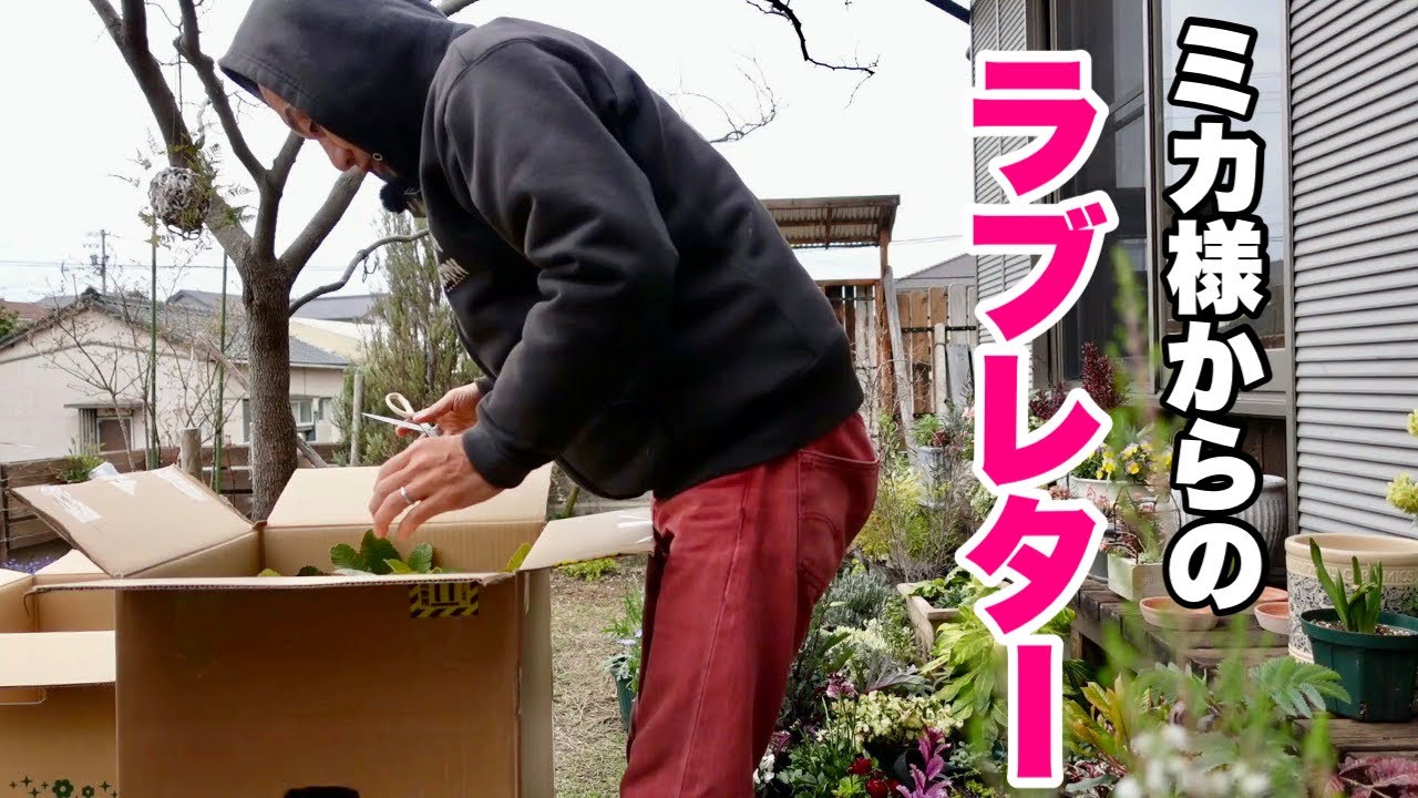オニちゃんから沢山の植物が届いたが。【園芸超人カーメン君】