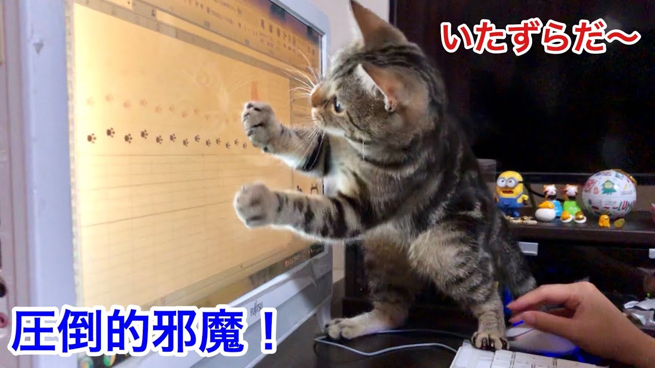 徹夜で仕事中の妹に我慢できず甘えて邪魔してしまった猫ｗ