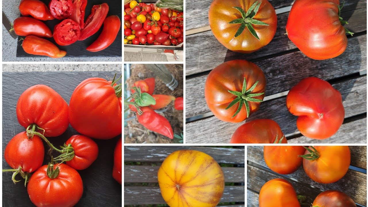 🍅Tomaten Sorten und Samen🍅die Listen sind fertig👌
