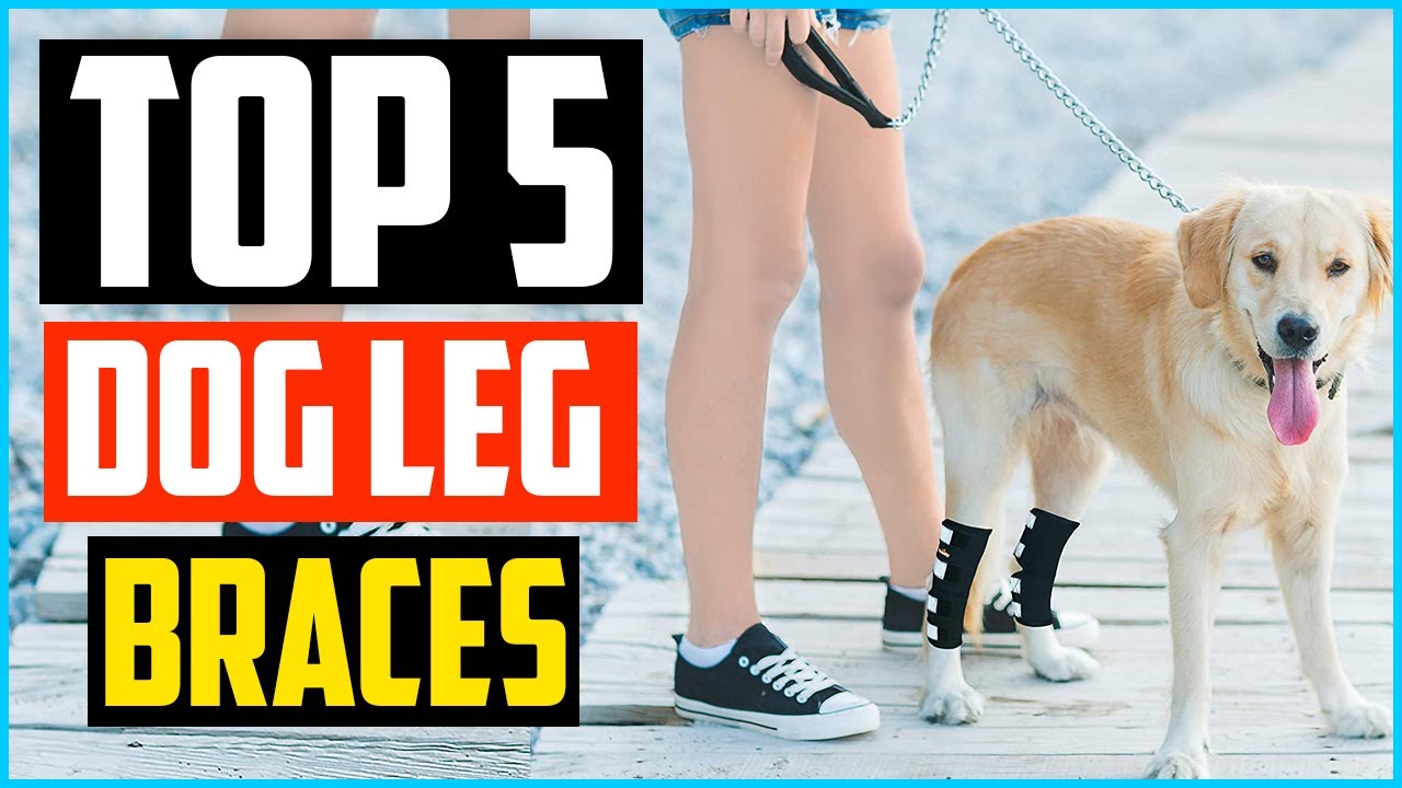 ✅Top 5 Best Dog Leg Braces in 2024 Reviews