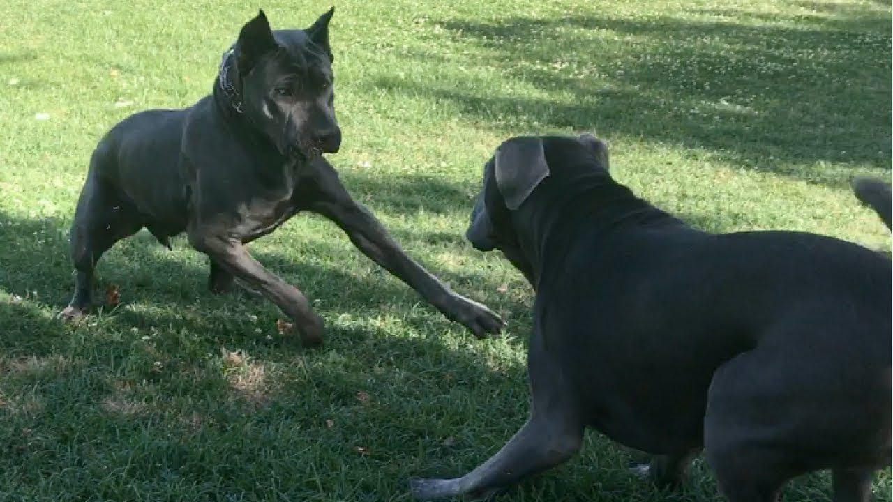 A HUGE Corso Makes an American Bandog Nervous
