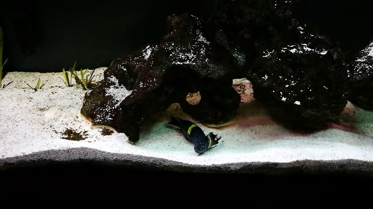 Tropheus Duboisi breeding
