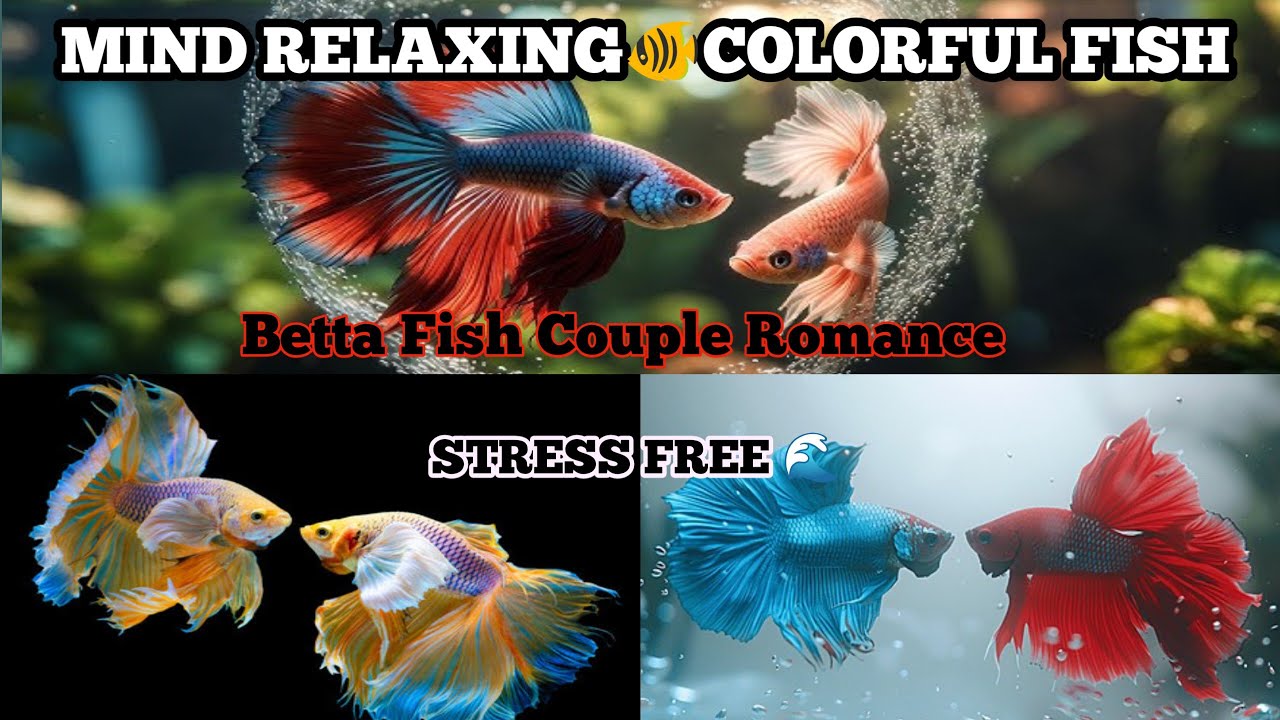 Beautiful Betta Fish Couple Romance | Betta Fish Breeding Love Dance in Aquarium