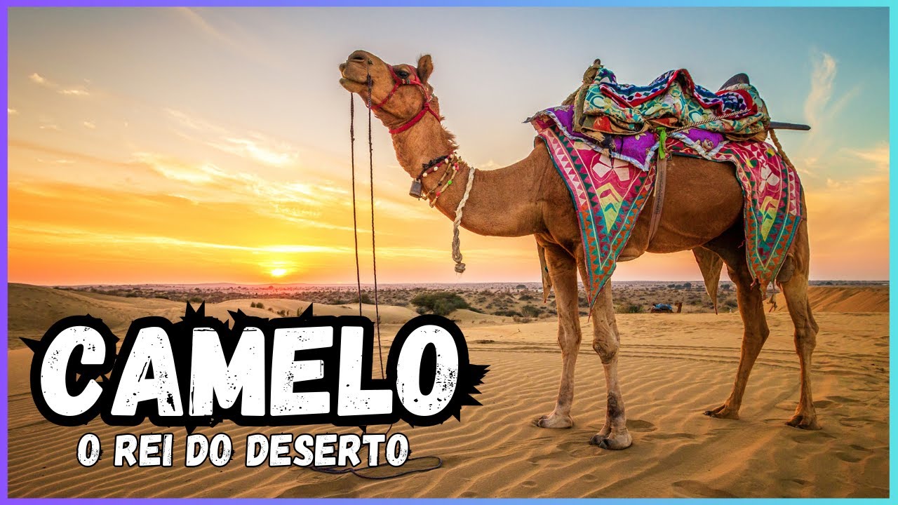 Camelo - O Rei do Deserto - fatos e curiosidades