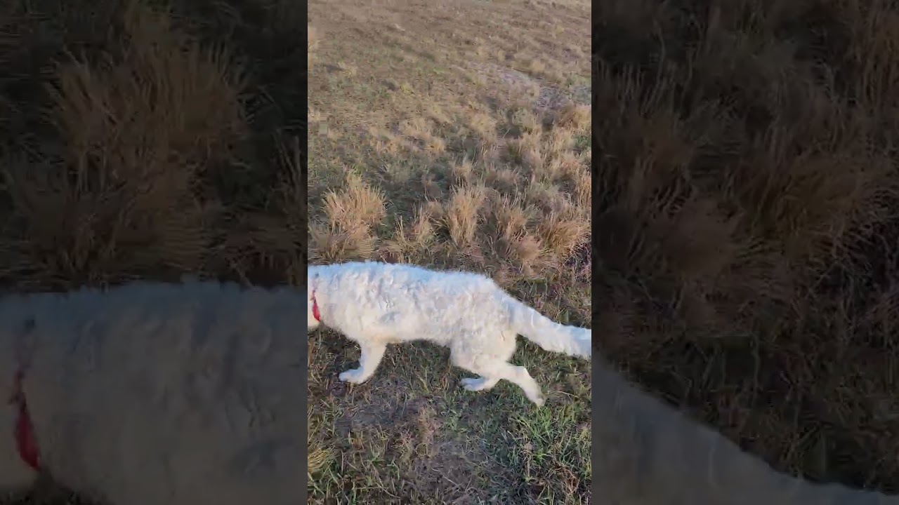 walking pastures w/ Maremma LGD puppy. #Training #teaching #crypto #farm #agriculture #business