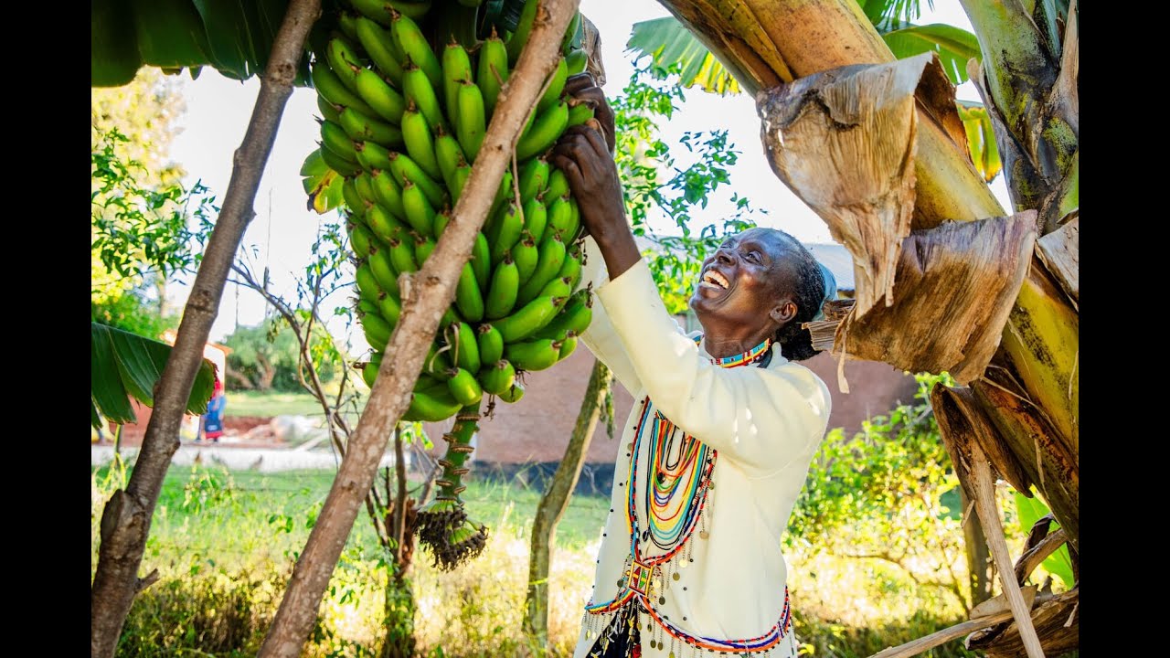 Pamela Namwaya |  Britam Crop Insurance