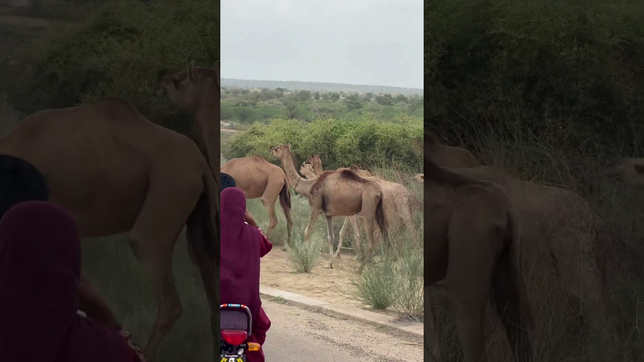 Herd of camels #camel #desert #wildlife #thardesert #arabic #usesofcamel