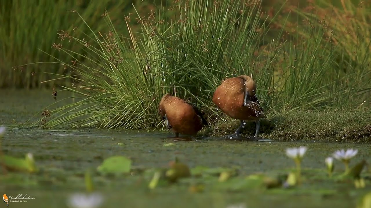Fulvous whistling ducks engage in regular bathing and preening