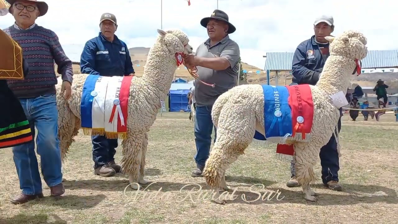 lo Mejor en Alpacas Huacayo en la EXPO NUÑOA 2022 27 de septiembre de 2022