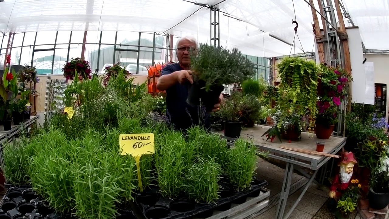 Levandule
