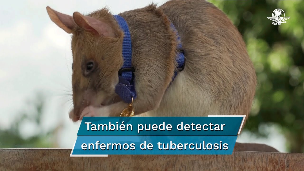 Magawa, una rata detectora de minas, premiada en el Reino Unido por su valor