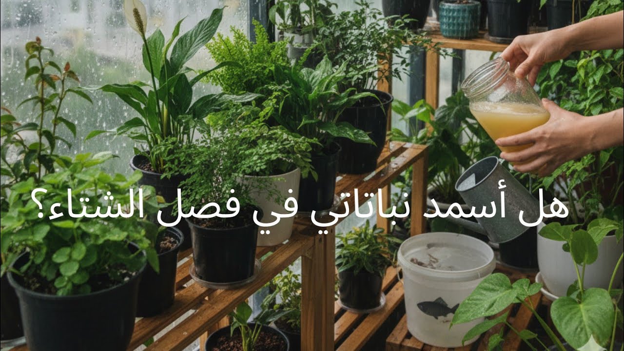 هل تسميد النباتات في فصل الشتاء مفيد لها او مضر؟/تسميد النباتات بأسمدة منزلية هل يفيد النباتات؟