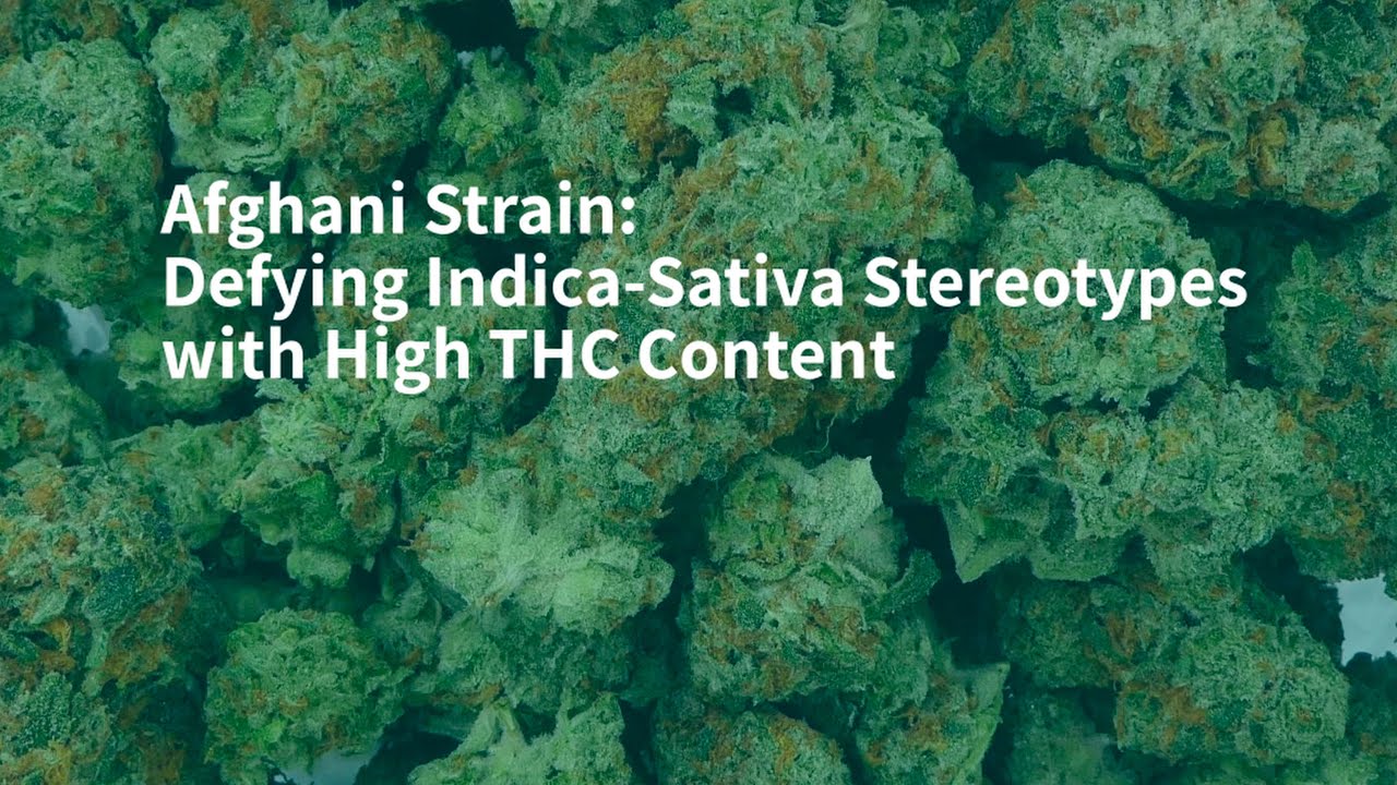 Afghani Strain: Defying Indica-Sativa Stereotypes with High THC Content