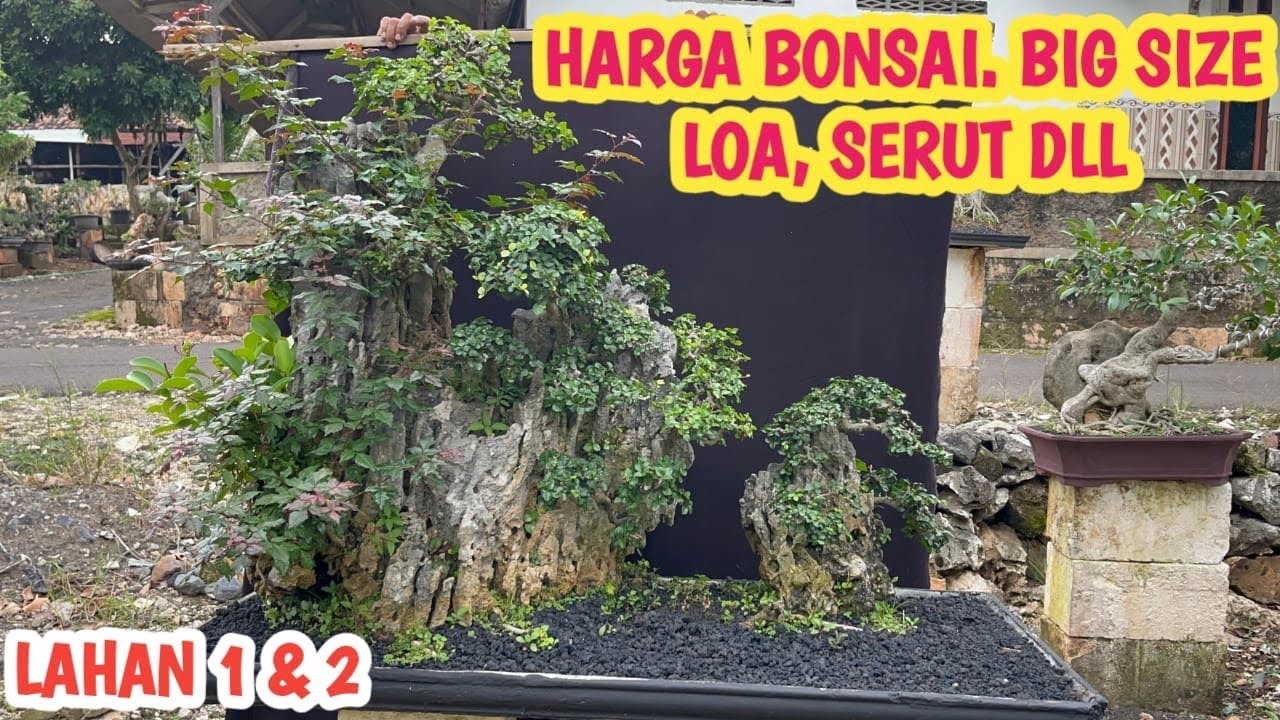 BONSAI BIG SIZE‼️ SERUT PANORAMA, KIMENG , LOA DLL 📞 0813-3604-7544 @JeckpaeyBonsai91 