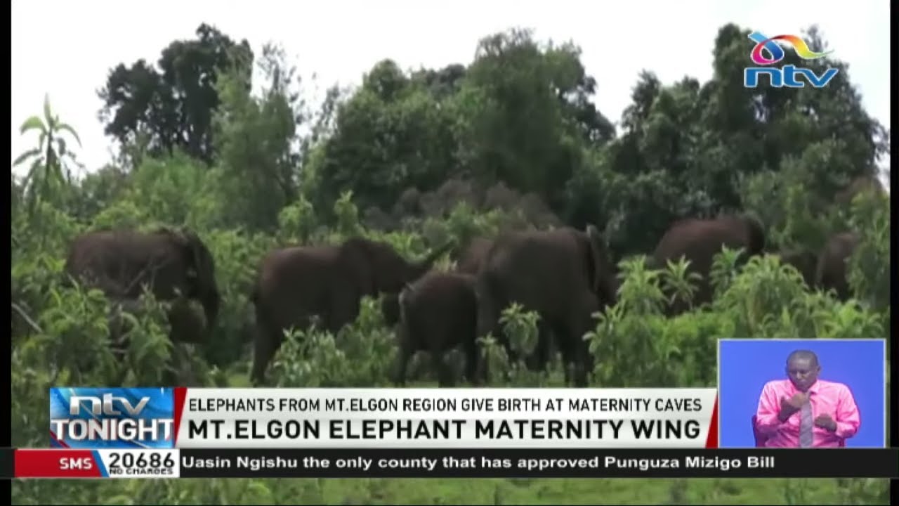 Elephants use hidden caves in Mt. Elgon as maternity spots