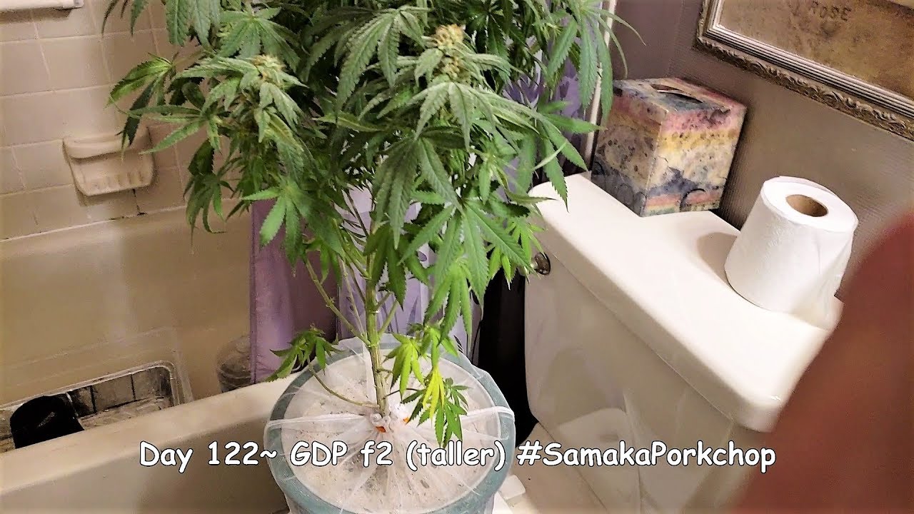 Dab 65 Flush GDPs & Sk1
