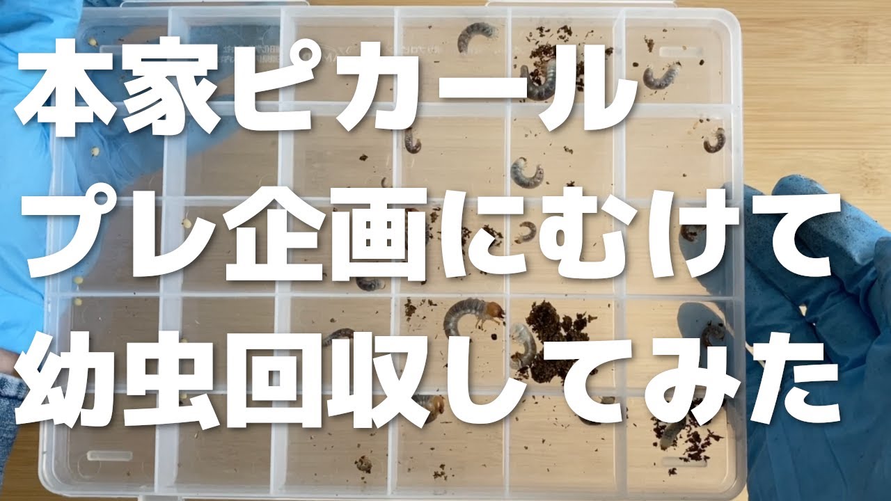 【応募締め切りは今日！】プレゼント企画用のピカール幼虫割り出してみた！【ニジイロクワガタ】
