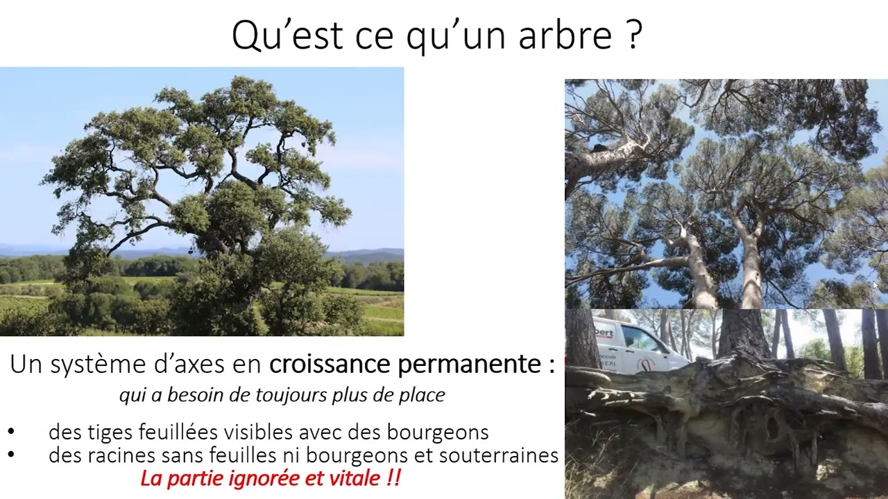 L'arbre en milieu urbain : les bonnes pratiques (M1)