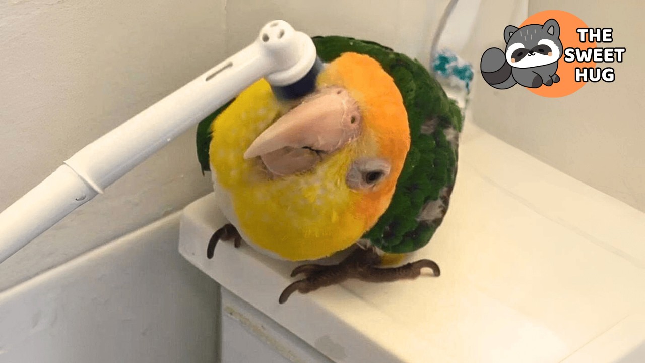 My 40 Year Old Parrot Demands I Brush Her Beak Every Morning