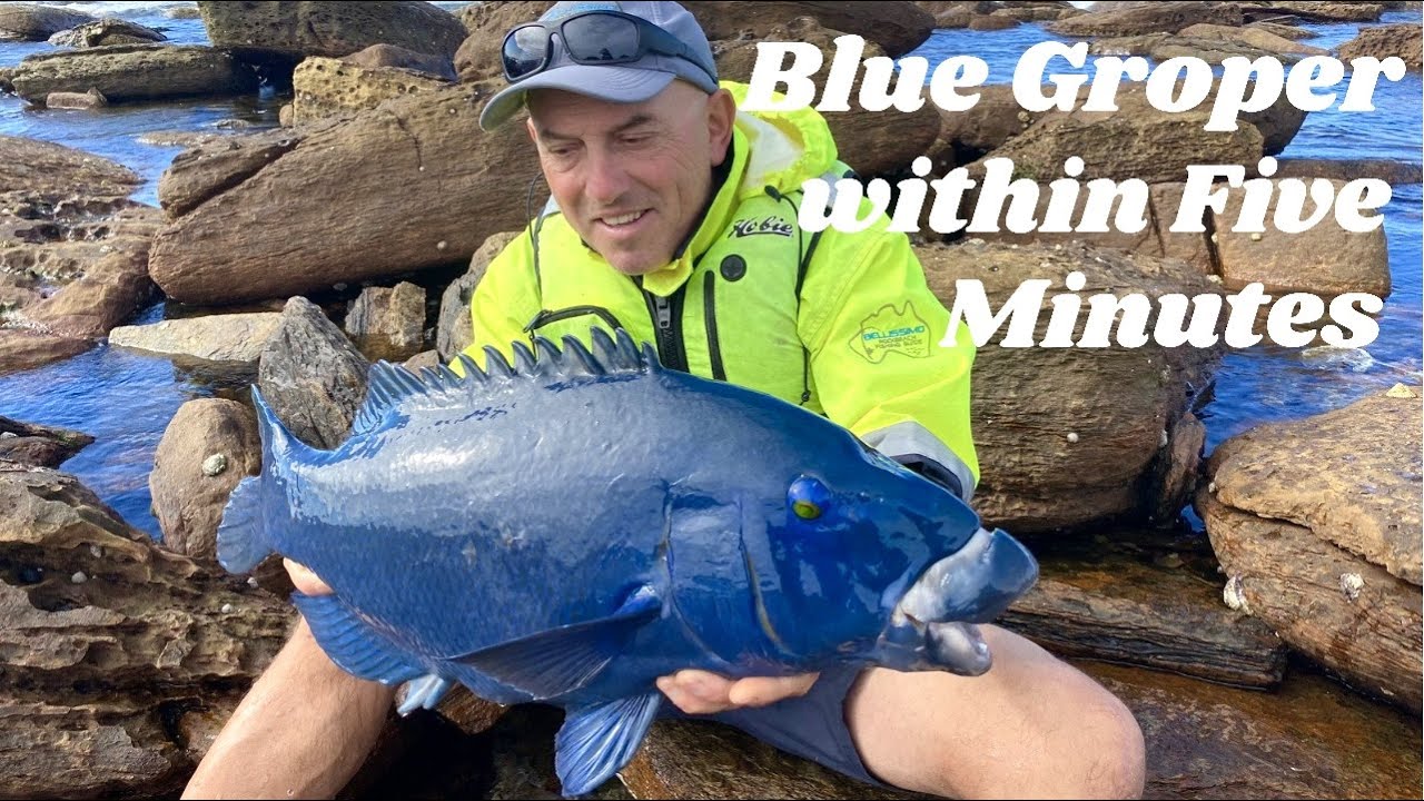 Blue Groper within Five Minutes