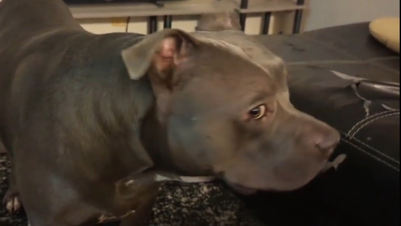 Zeusy The Talking Pitty is live! 3-14-26