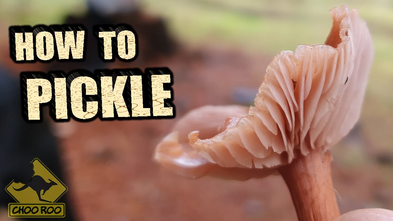 Pickled Wild Mushrooms - DIY brine recipe!
