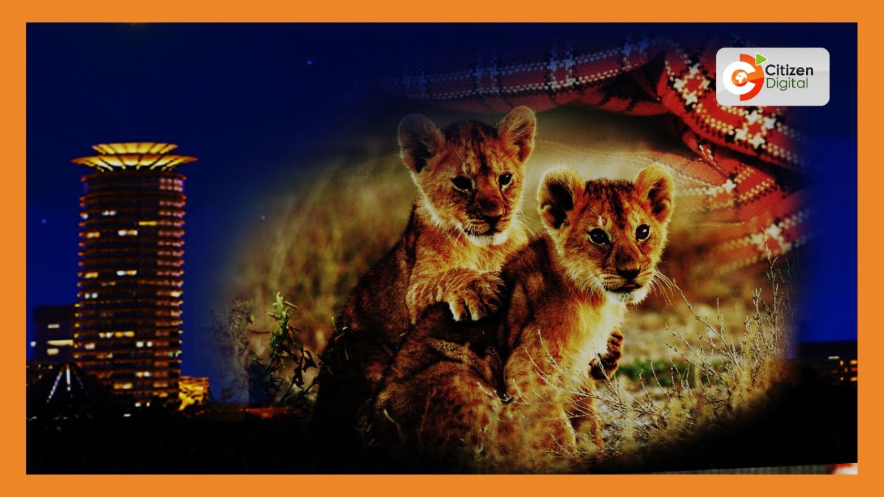 Herders rescues 2 lion cubs in Kajiado County