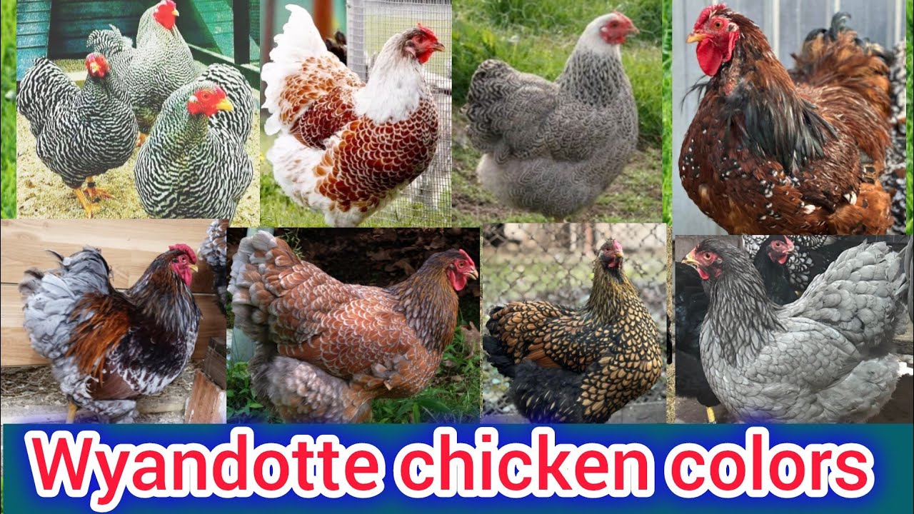 Wyandotte chicken || wyandotte Chickens colors , Red laced wyandotte, silver laced wyandotte