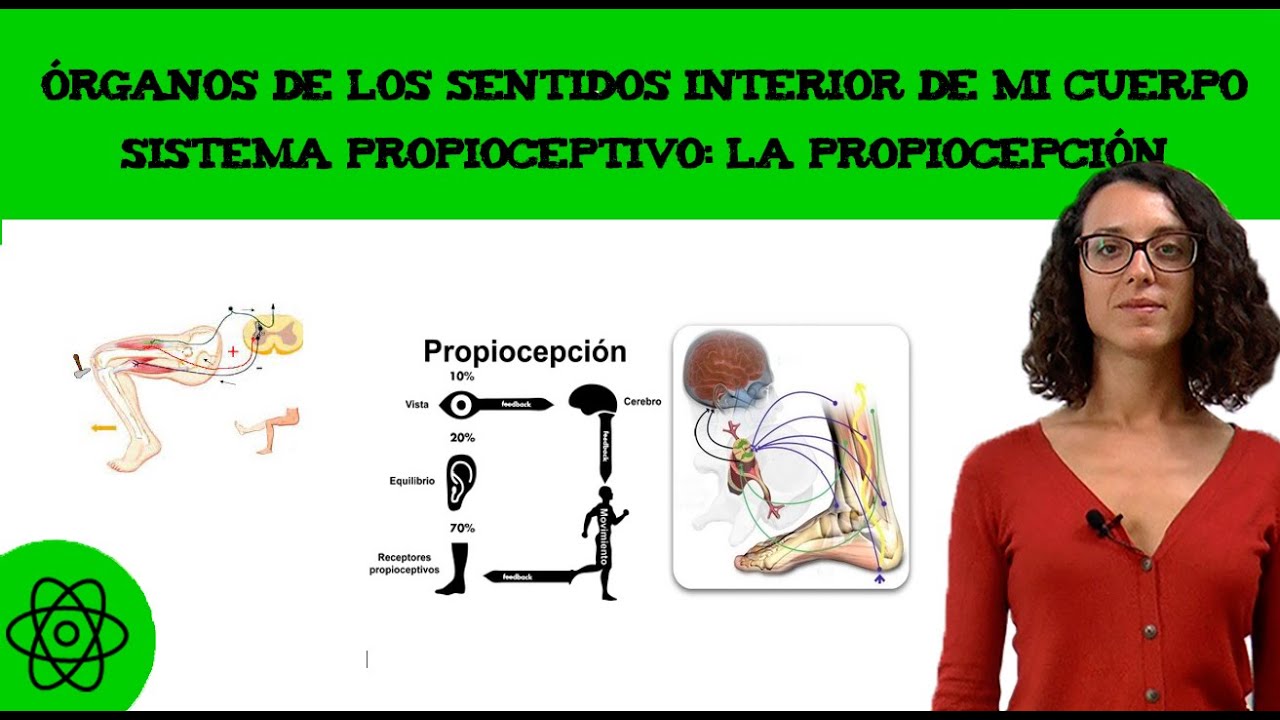 Órganos de los sentidos 🧍‍♀️ interior de mi cuerpo. Sistema propioceptivo: la propiocepción