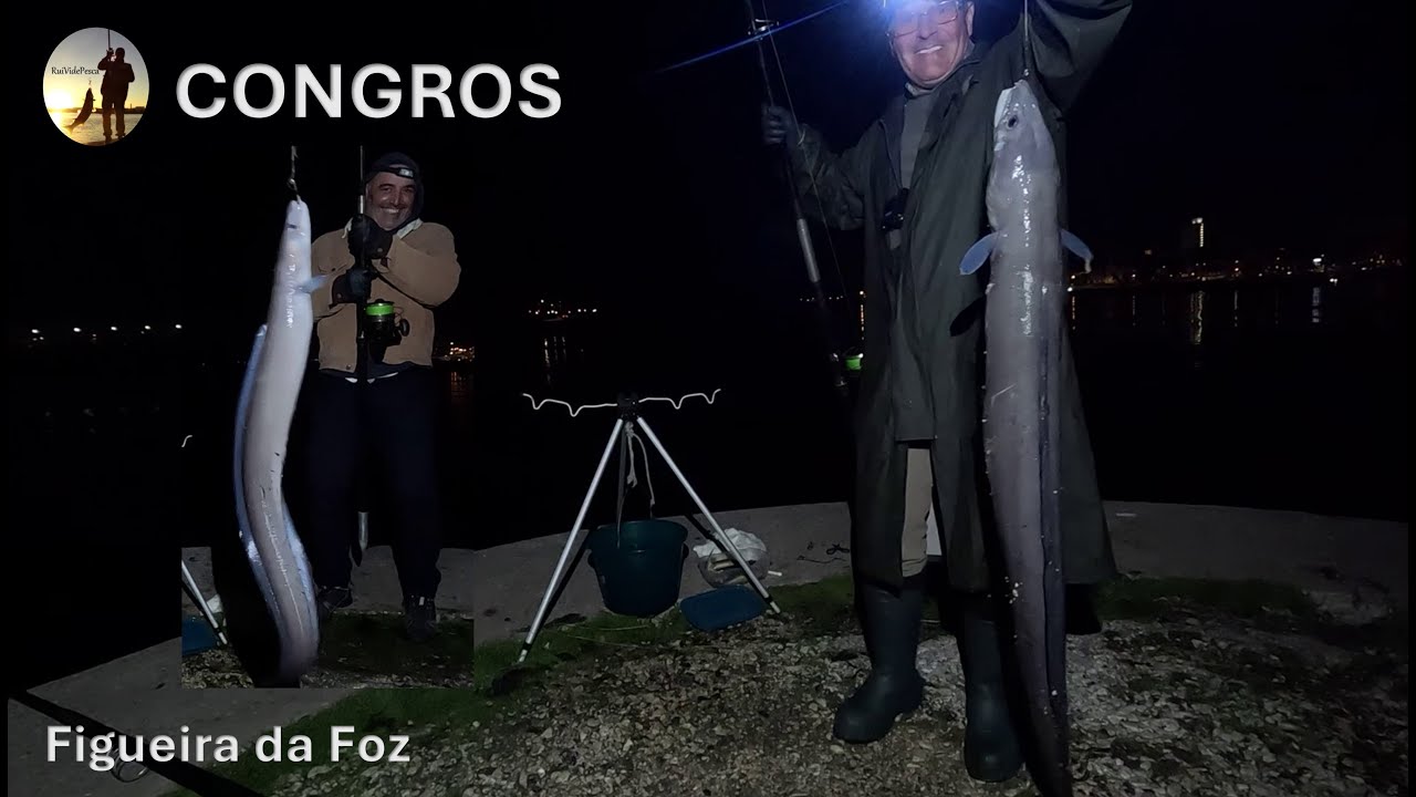 CONGROS Conger