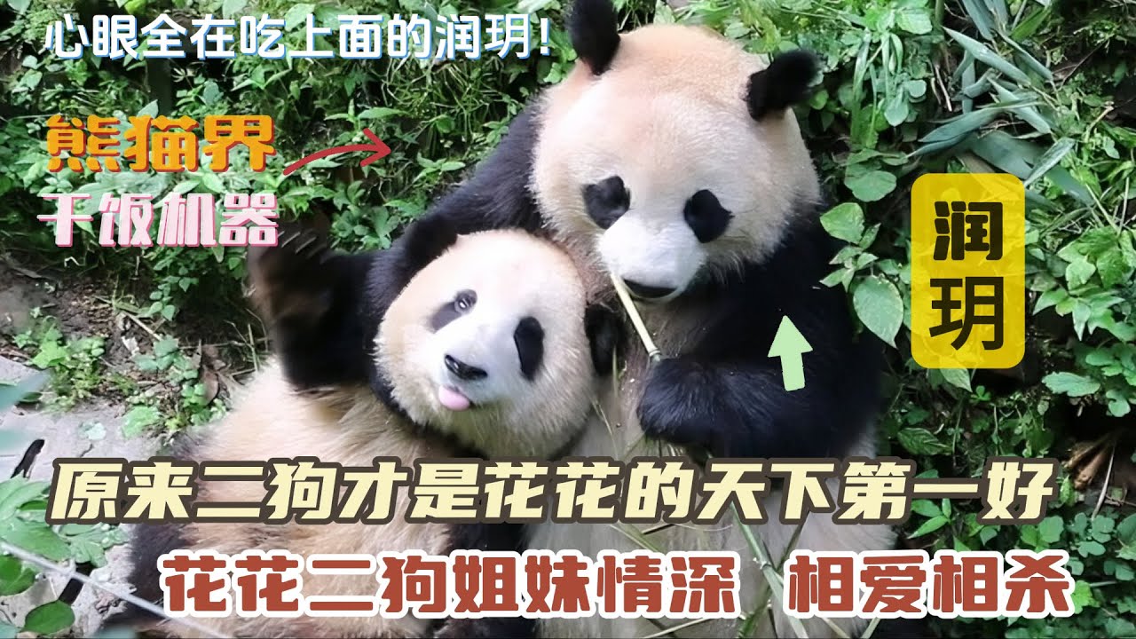 『润玥』原来二狗才是花花的天下第一好，熊猫界的干饭机器，顶流女星花花二狗姐妹情深，相爱相杀