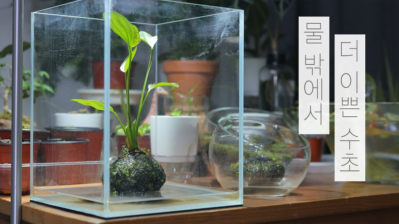 [ENG] 와비쿠사 | 물 밖에서 더 이쁜 수초 | 물멍 | Wabikusa | Plant | MulMung