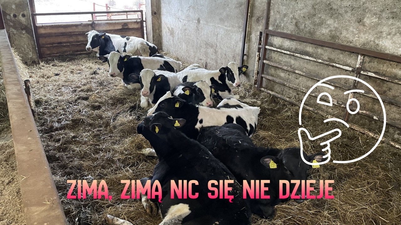 #13 | Zimowy marazm | Sobotni dzień gospodarczy | Pierwsze wyniki kontroli przyrost&oacute;w u cieląt |