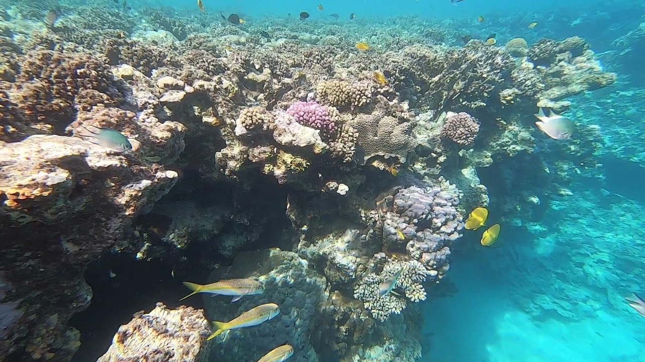 Fantazia resort Marsa Alam 5*_2021: Снорклинг на домашнем рифе  Snorkelling on the reef.