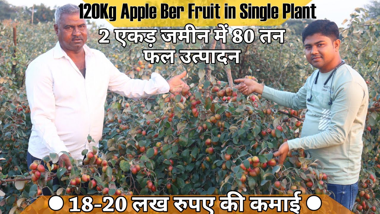 2 एकड़ जमीन में 80 तन फल उत्पादन || Kashmiri Apple Ber Farming in Ahmednagar, Maharashtra