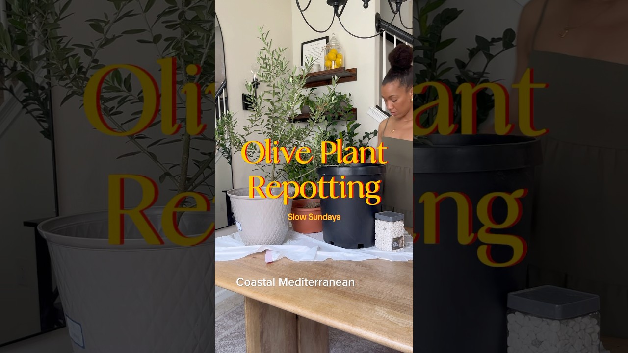 Growing Real Olive Tree Indoors