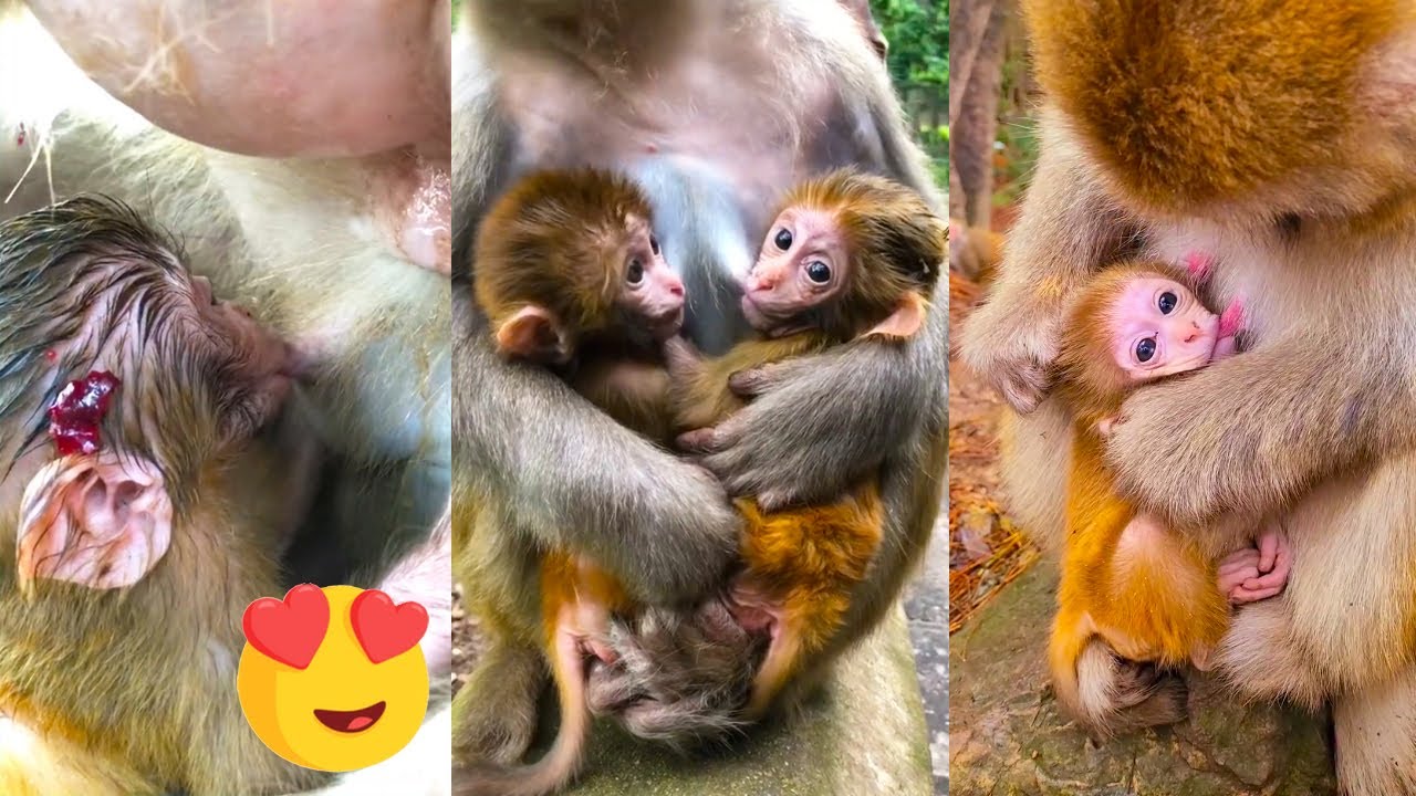 Awe! Cute baby monkey breastfeed. Happy baby monkey in mother's arms
