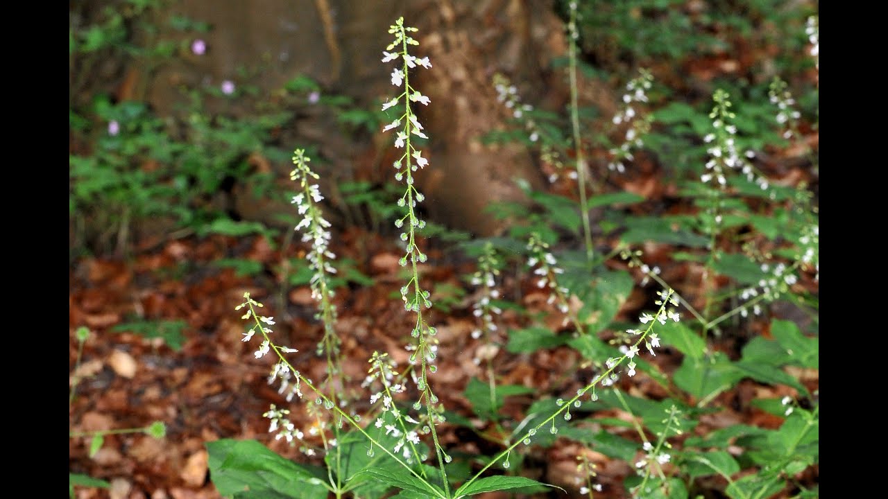 Gemeines Hexenkraut - Waldpflanze - alte Zauberpflanze